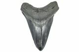 Serrated, Fossil Megalodon Tooth - South Carolina #362246-1